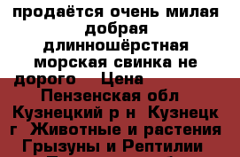 продаётся очень милая,добрая,длинношёрстная морская свинка-не дорого! › Цена ­ 400-500 - Пензенская обл., Кузнецкий р-н, Кузнецк г. Животные и растения » Грызуны и Рептилии   . Пензенская обл.